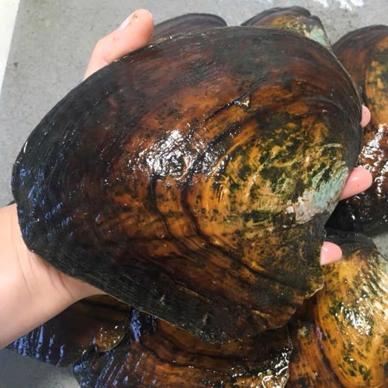 Unpolish shell ( 1pc | only shipping fee )