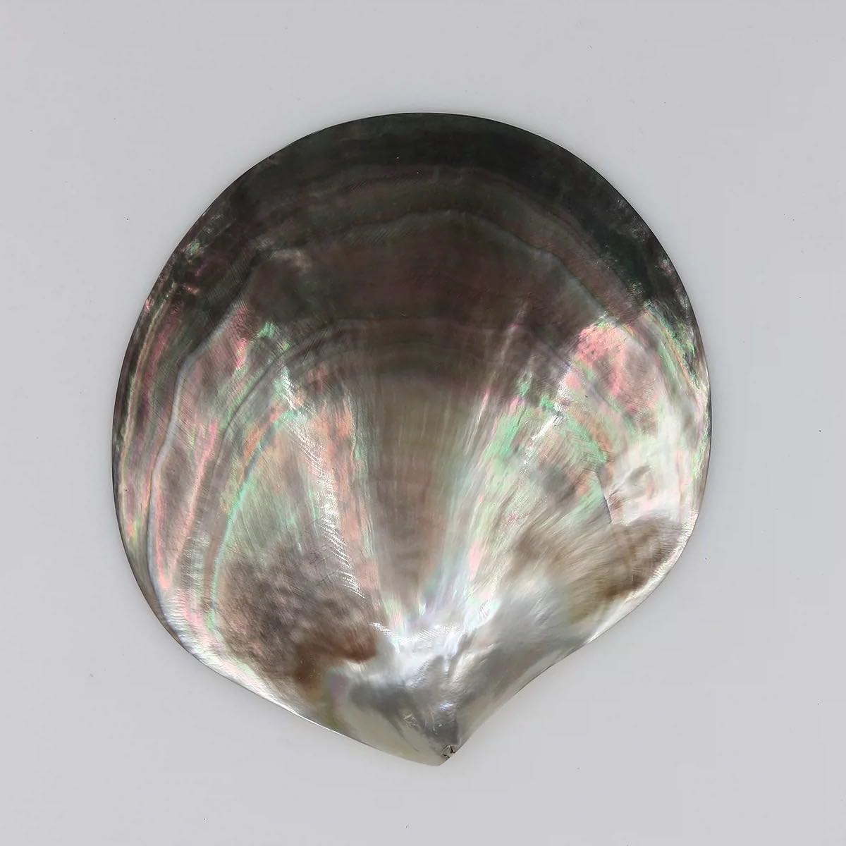 Tahiti shell ( 1pc )