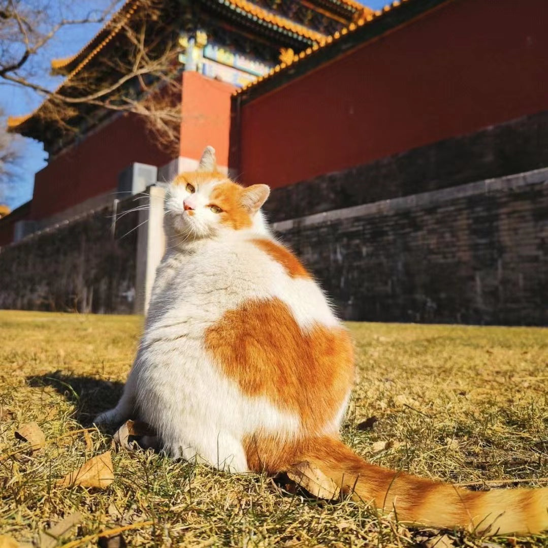[ 5% off ] cat combo[Palace museum cat]