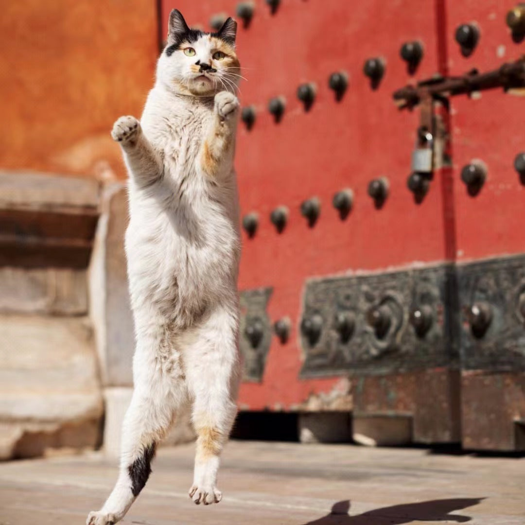 [ 5% off ] cat combo[Palace museum cat]