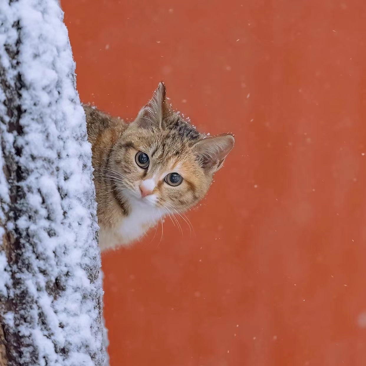 [ 5% off ] cat combo[Palace museum cat]
