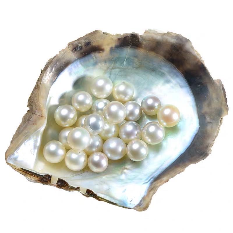 [sea water pearl ]Japan Akoya( EDISON |1 pcs / loose pearl | half drilled  )