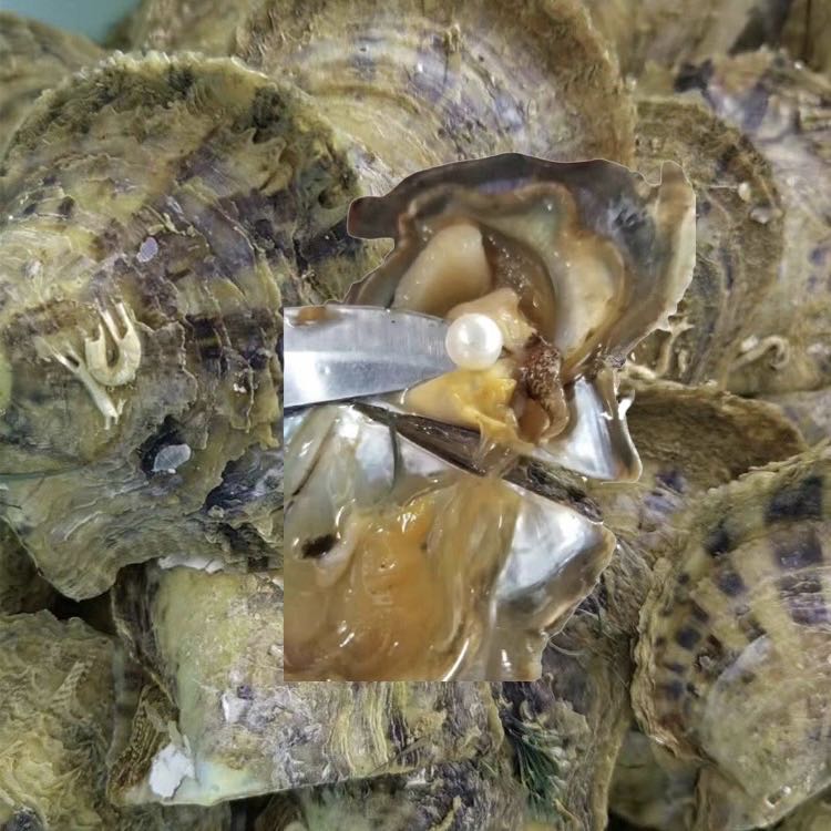 [sea water pearl ]Japan Akoya( EDISON |1 pcs / loose pearl | half drilled  )