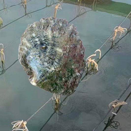 [sea water pearl ]Japan Akoya( EDISON |1 pcs / loose pearl | half drilled  )