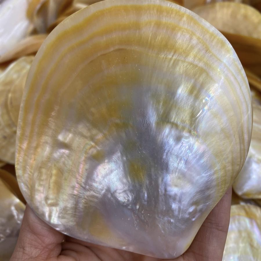 Gold shell    ( 1pc )