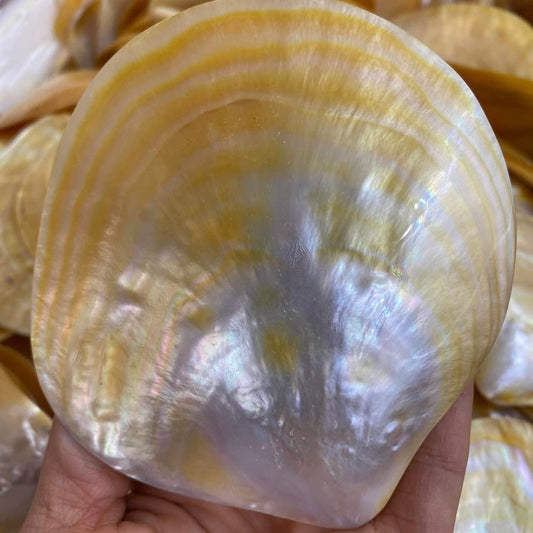 Gold shell    ( 1pc )