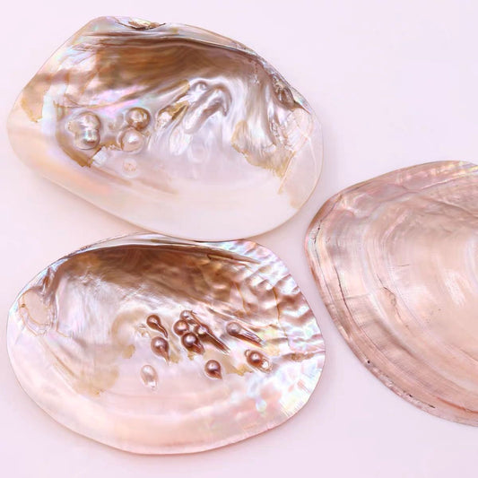 Polish shell    ( 1pc )
